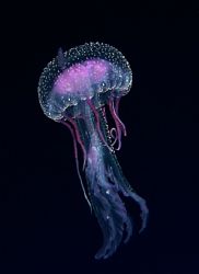 macro shot of free swimming jellyfish taken at 16 metres ... by Matt Andrew 